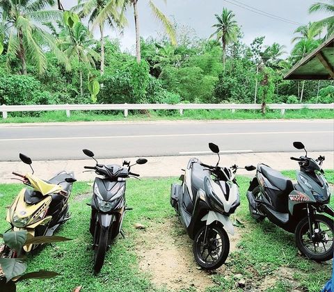 Four rental scooters parked on the grass beside a palm-lined highway